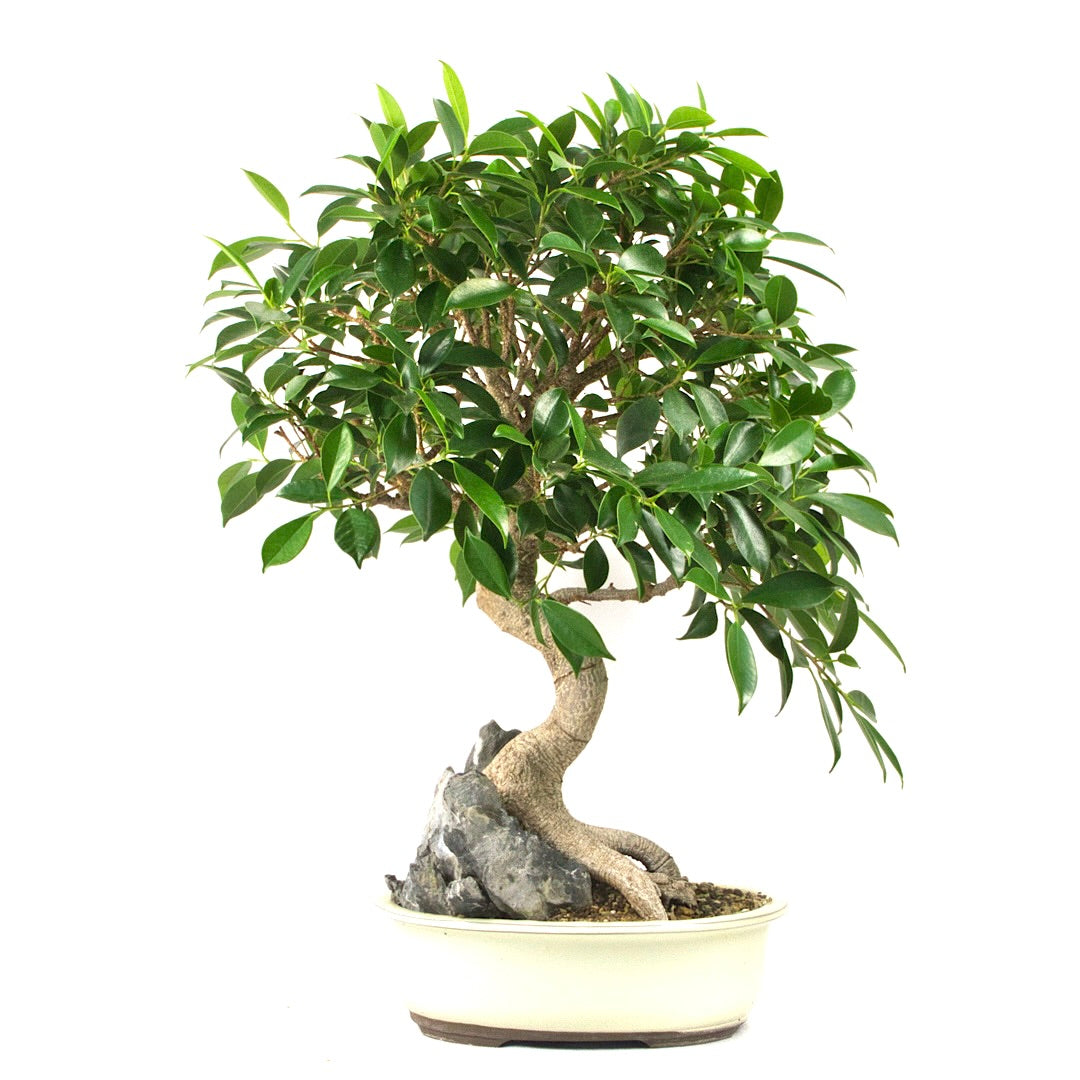 Chinesische Feige 'Ficus Retusa'